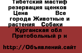 Тибетский мастиф резервация щенков › Цена ­ 100 000 - Все города Животные и растения » Собаки   . Курганская обл.,Притобольный р-н